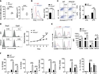 PP2Cδ Controls the Differentiation and Function of Dendritic Cells Through Regulating the NSD2/mTORC2/ACLY Pathway